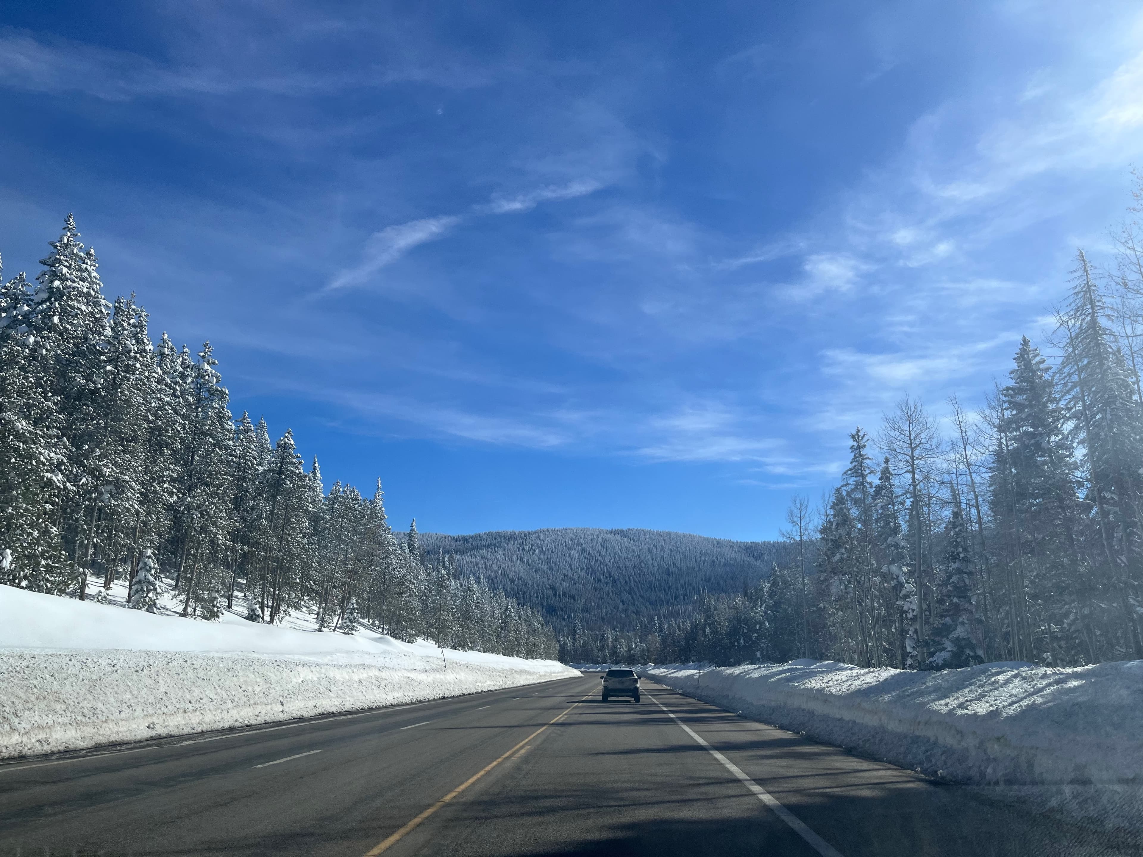 Snowy trees in the mountains